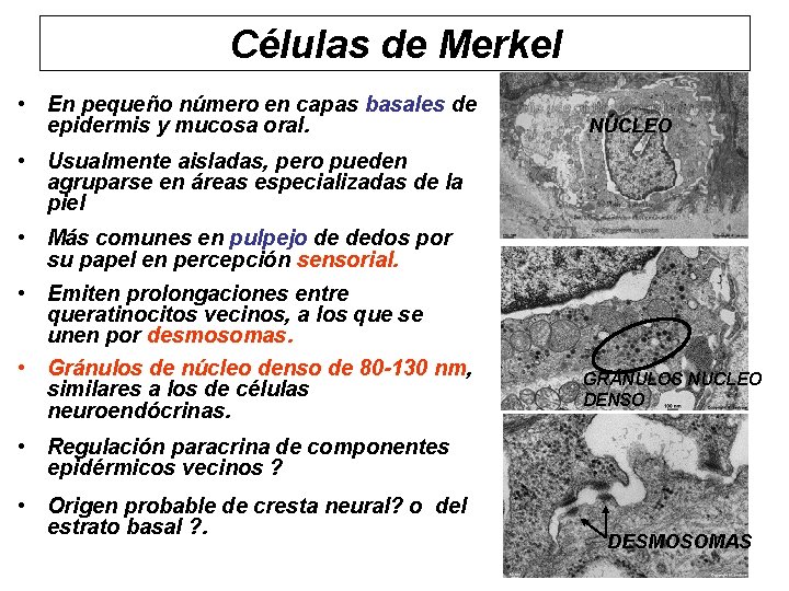 Células de Merkel • En pequeño número en capas basales de epidermis y mucosa