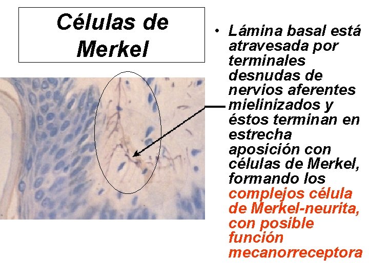 Células de Merkel • Lámina basal está atravesada por terminales desnudas de nervios aferentes