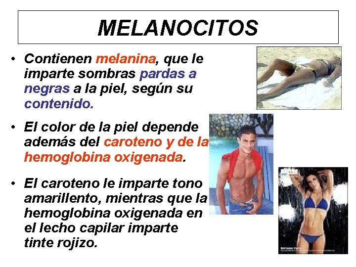 MELANOCITOS • Contienen melanina, que le imparte sombras pardas a negras a la piel,