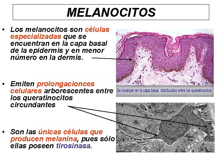 MELANOCITOS • Los melanocitos son células especializadas que se encuentran en la capa basal