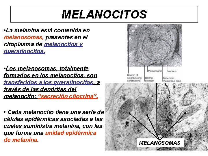 MELANOCITOS • La melanina está contenida en melanosomas, presentes en el citoplasma de melanocitos