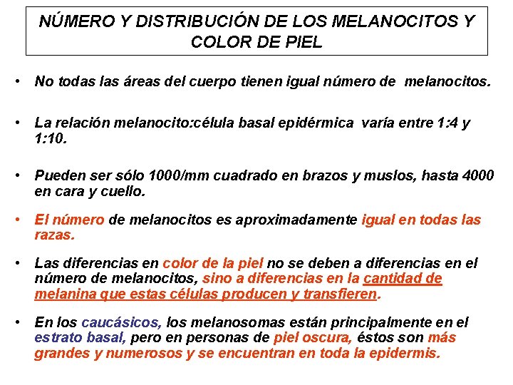 NÚMERO Y DISTRIBUCIÓN DE LOS MELANOCITOS Y COLOR DE PIEL • No todas las