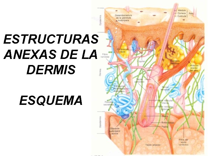 ESTRUCTURAS ANEXAS DE LA DERMIS ESQUEMA 