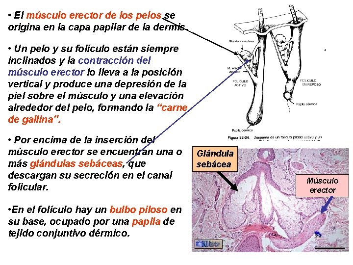  • El músculo erector de los pelos se origina en la capa papilar