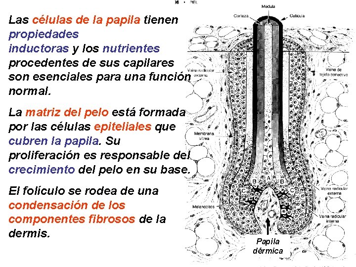 Las células de la papila tienen propiedades inductoras y los nutrientes procedentes de sus