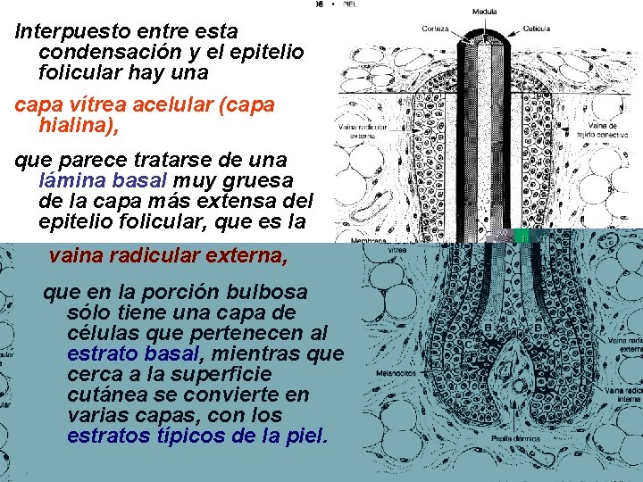 Interpuesto entre esta condensación y el epitelio folicular hay una capa vítrea acelular (capa