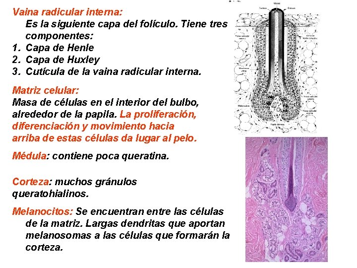 Vaina radicular interna: Es la siguiente capa del folículo. Tiene tres componentes: 1. Capa