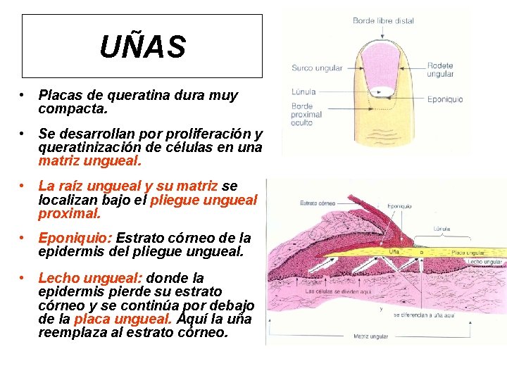 UÑAS • Placas de queratina dura muy compacta. • Se desarrollan por proliferación y