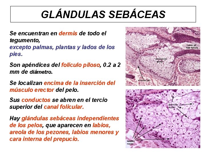 GLÁNDULAS SEBÁCEAS Se encuentran en dermis de todo el tegumento, excepto palmas, plantas y