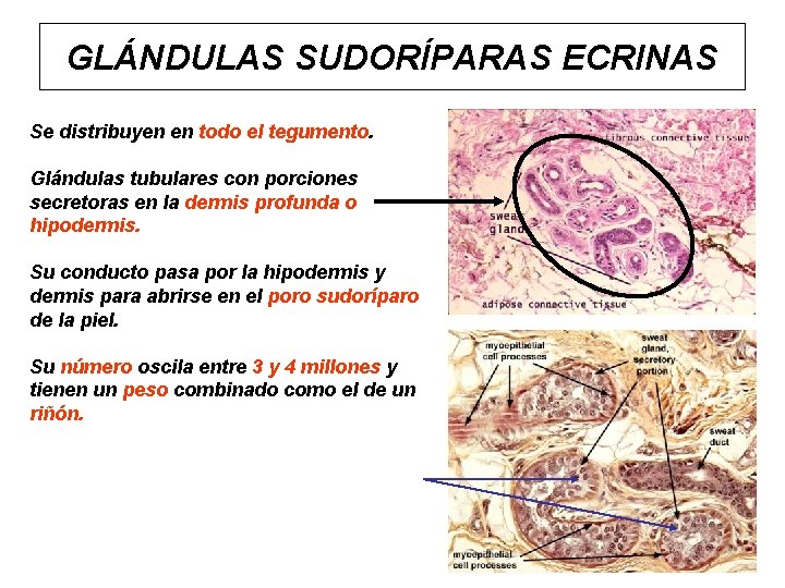 GLÁNDULAS SUDORÍPARAS ECRINAS Se distribuyen en todo el tegumento. Glándulas tubulares con porciones secretoras