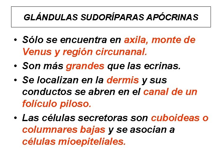 GLÁNDULAS SUDORÍPARAS APÓCRINAS • Sólo se encuentra en axila, monte de Venus y región