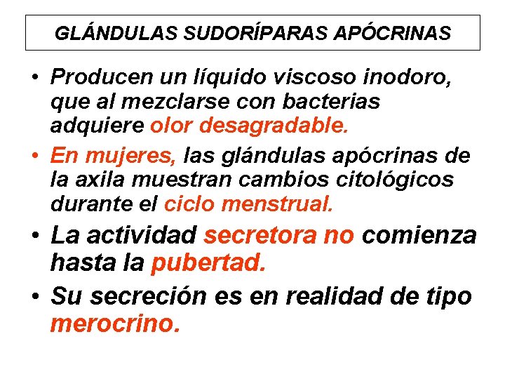 GLÁNDULAS SUDORÍPARAS APÓCRINAS • Producen un líquido viscoso inodoro, que al mezclarse con bacterias