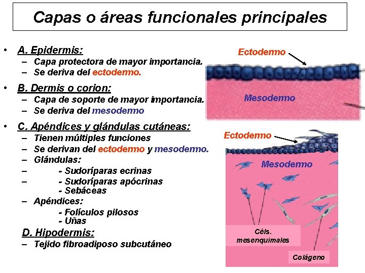 Capas o áreas funcionales principales • A. Epidermis: – Capa protectora de mayor importancia.