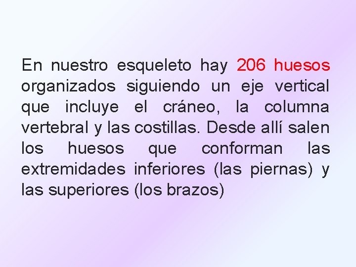 En nuestro esqueleto hay 206 huesos organizados siguiendo un eje vertical que incluye el