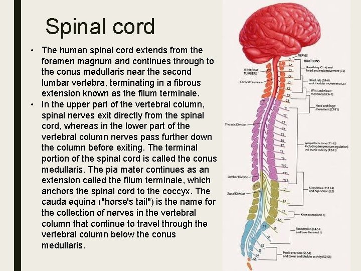 Spinal cord • The human spinal cord extends from the foramen magnum and continues