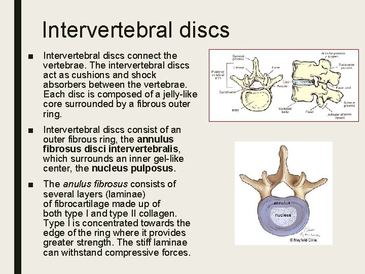 Intervertebral discs ■ Intervertebral discs connect the vertebrae. The intervertebral discs act as cushions