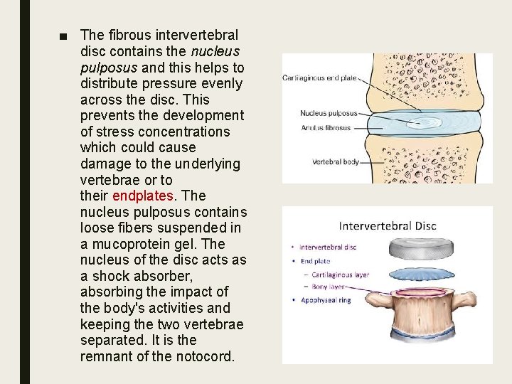 ■ The fibrous intervertebral disc contains the nucleus pulposus and this helps to distribute