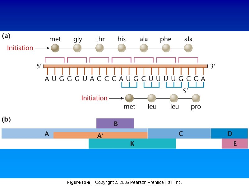 Figure 13 -8 Copyright © 2006 Pearson Prentice Hall, Inc. Figure 13 -8 Copyright © 2006 Pearson Prentice Hall, Inc.