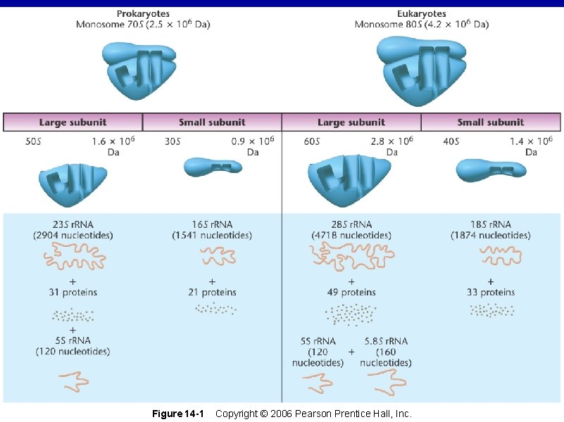 Figure 14 -1 Copyright © 2006 Pearson Prentice Hall, Inc. Figure 14 -1 Copyright © 2006 Pearson Prentice Hall, Inc.
