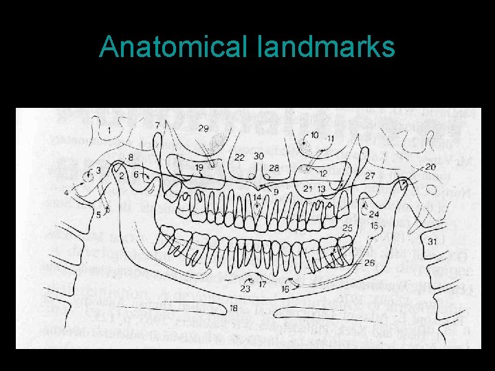 Anatomical landmarks 