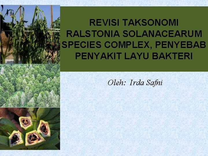 REVISI TAKSONOMI RALSTONIA SOLANACEARUM SPECIES COMPLEX, PENYEBAB PENYAKIT LAYU BAKTERI Oleh: Irda Safni 