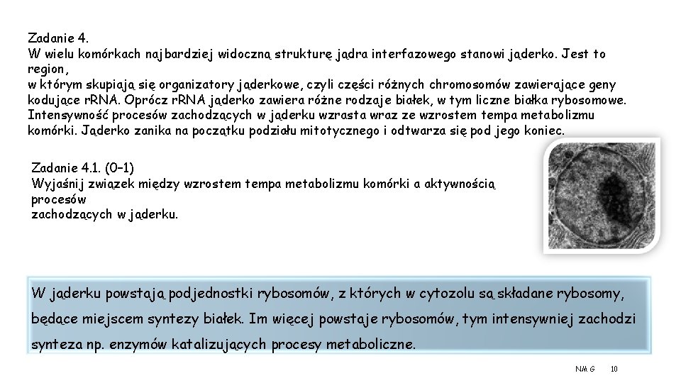 Zadanie 4. W wielu komórkach najbardziej widoczną strukturę jądra interfazowego stanowi jąderko. Jest to