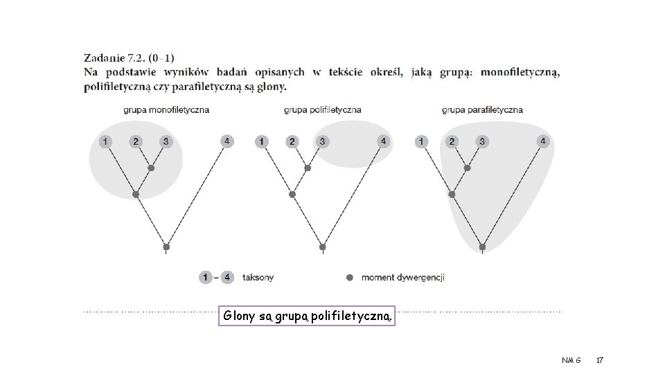 Glony są grupą polifiletyczną. NM G 17 