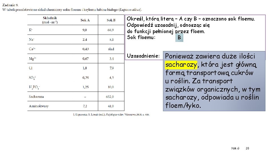 Określ, którą literą – A czy B – oznaczono sok floemu. Odpowiedź uzasadnij, odnosząc