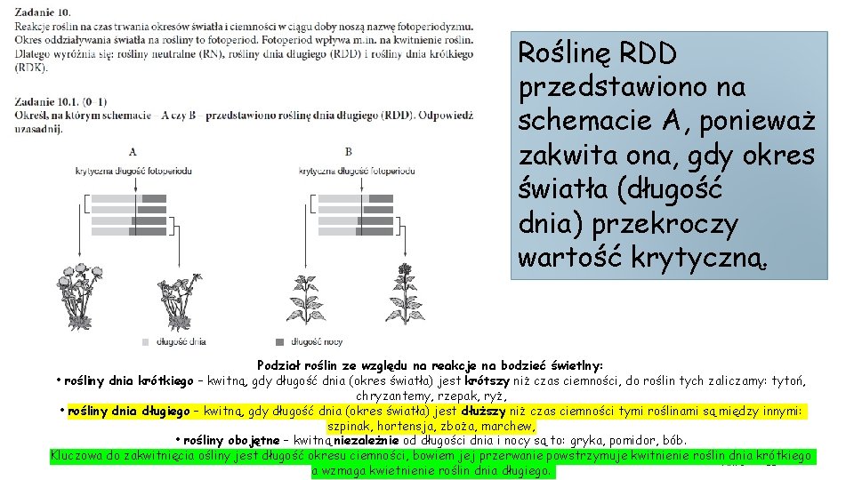 Roślinę RDD przedstawiono na schemacie A, ponieważ zakwita ona, gdy okres światła (długość dnia)