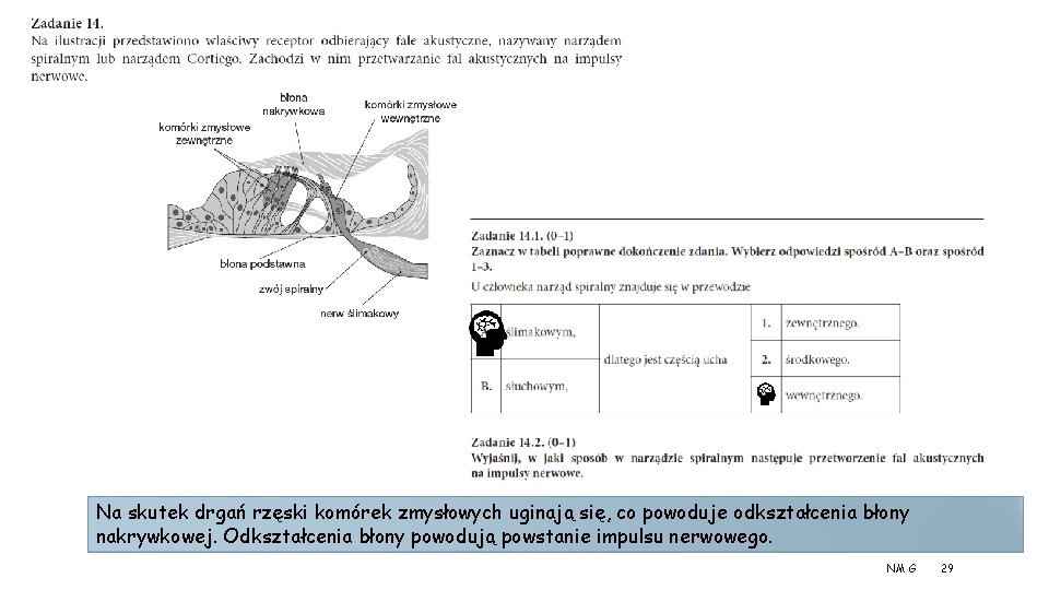 Na skutek drgań rzęski komórek zmysłowych uginają się, co powoduje odkształcenia błony nakrywkowej. Odkształcenia