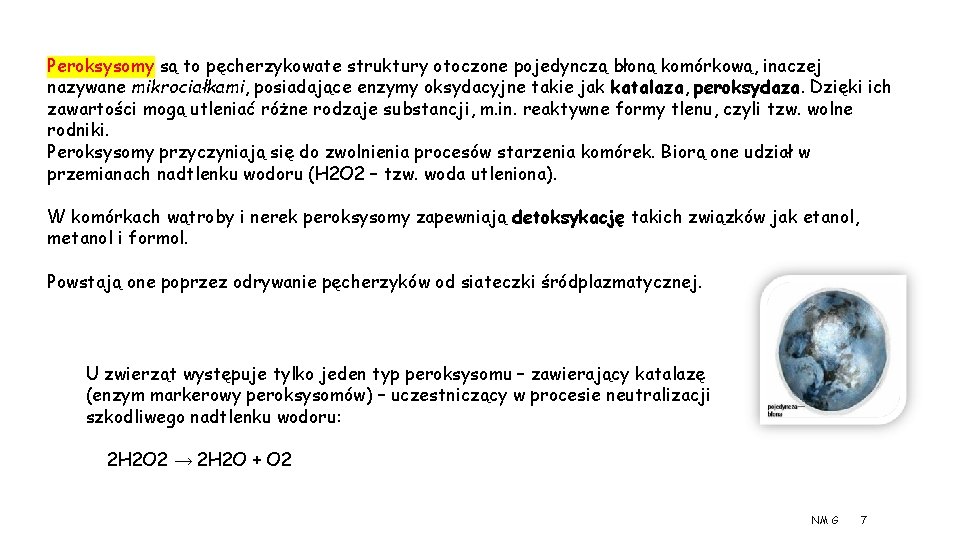 Peroksysomy są to pęcherzykowate struktury otoczone pojedynczą błoną komórkową, inaczej nazywane mikrociałkami, posiadające enzymy