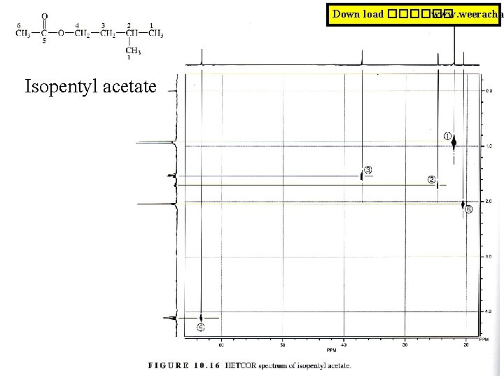 Down load ������ www. weeracha Isopentyl acetate 