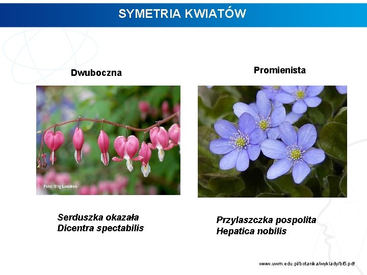 SYMETRIA KWIATÓW Dwuboczna Serduszka okazała Dicentra spectabilis Promienista Przylaszczka pospolita Hepatica nobilis www. uwm.