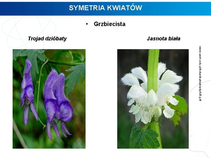 SYMETRIA KWIATÓW • Grzbiecista Trojad dzióbaty Jasnota biała www. uwm. edu. pl/botanika/wyklady/bl 5. pdf