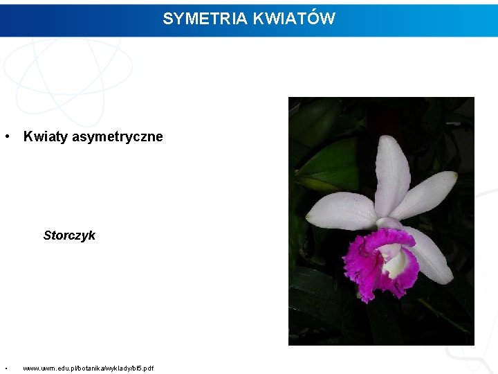 SYMETRIA KWIATÓW • Kwiaty asymetryczne Storczyk • www. uwm. edu. pl/botanika/wyklady/bl 5. pdf 