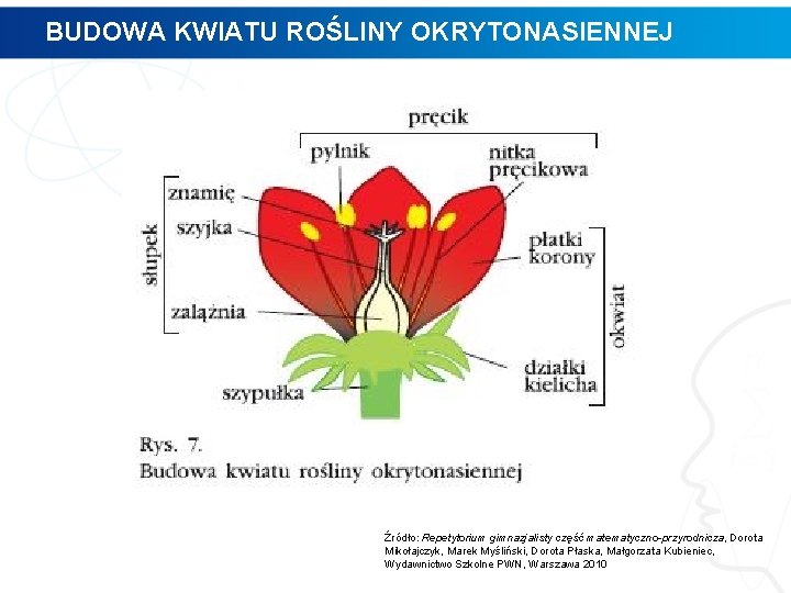 BUDOWA KWIATU ROŚLINY OKRYTONASIENNEJ Źródło: Repetytorium gimnazjalisty część matematyczno-przyrodnicza, Dorota Mikołajczyk, Marek Myśliński, Dorota