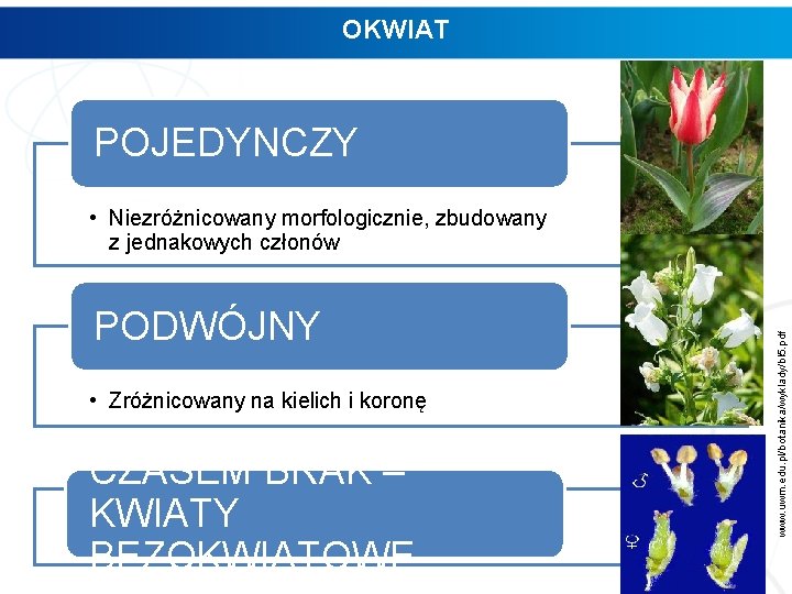 OKWIAT POJEDYNCZY PODWÓJNY • Zróżnicowany na kielich i koronę CZASEM BRAK – KWIATY BEZOKWIATOWE