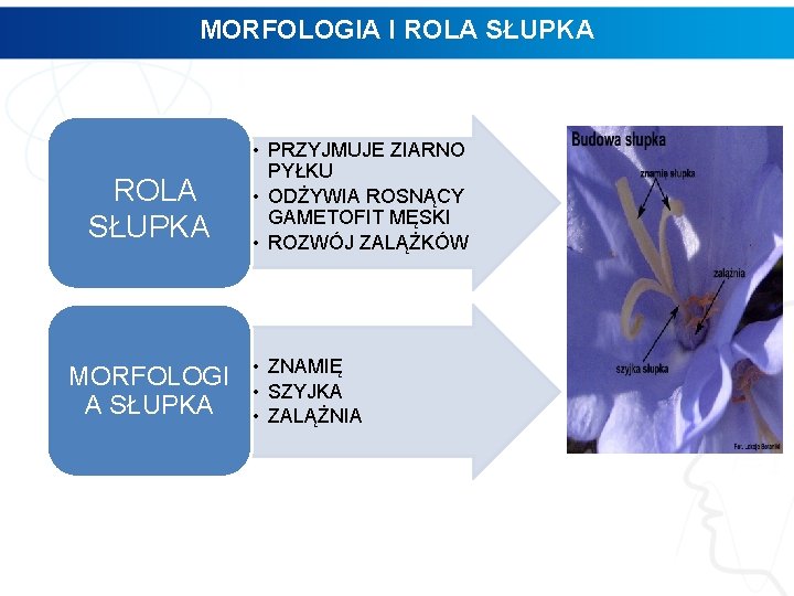 MORFOLOGIA I ROLA SŁUPKA MORFOLOGI A SŁUPKA • PRZYJMUJE ZIARNO PYŁKU • ODŻYWIA ROSNĄCY