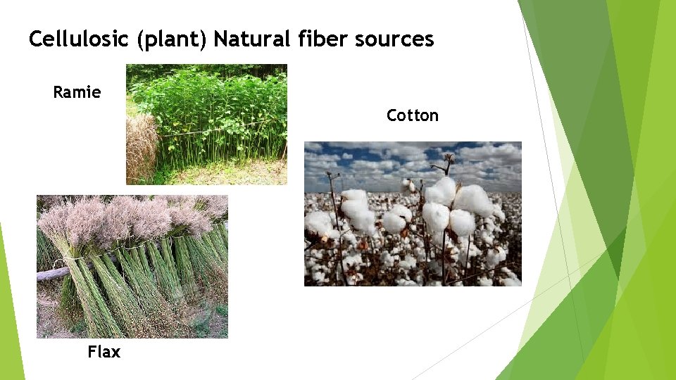 Cellulosic (plant) Natural fiber sources Ramie Cotton Flax Cellulosic (plant) Natural fiber sources Ramie Cotton Flax