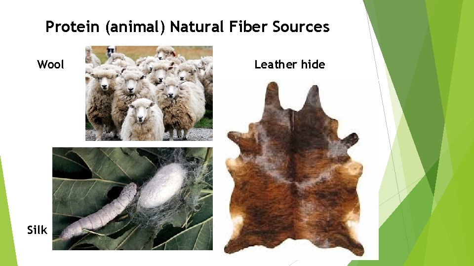 Protein (animal) Natural Fiber Sources Wool Silk Leather hide Protein (animal) Natural Fiber Sources Wool Silk Leather hide