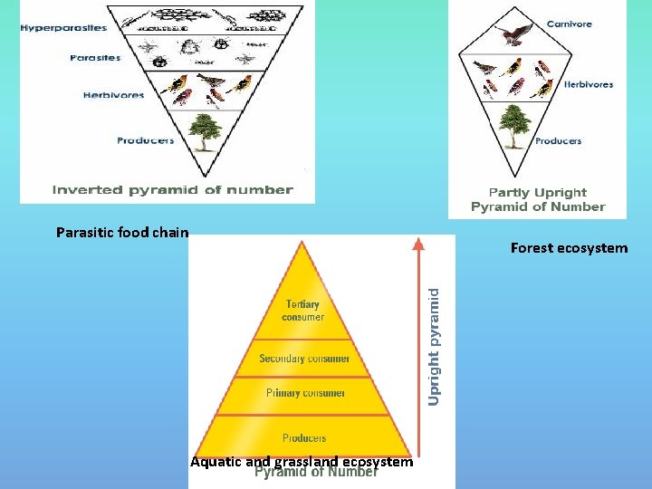 Parasitic food chain Forest ecosystem Aquatic and grassland ecosystem 
