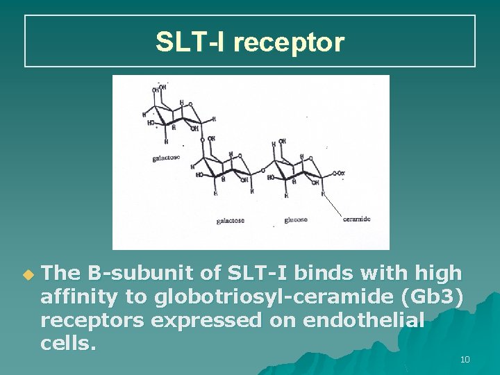 SLT-I receptor u The B-subunit of SLT-I binds with high affinity to globotriosyl-ceramide (Gb