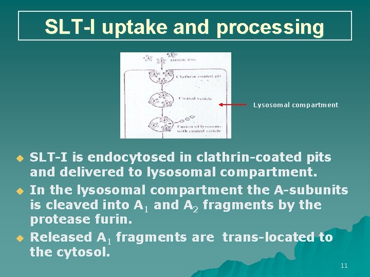 SLT-I uptake and processing Lysosomal compartment u u u SLT-I is endocytosed in clathrin-coated