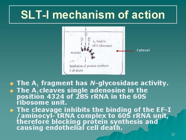 SLT-I mechanism of action Cytosol u u u The A 1 fragment has N-glycosidase