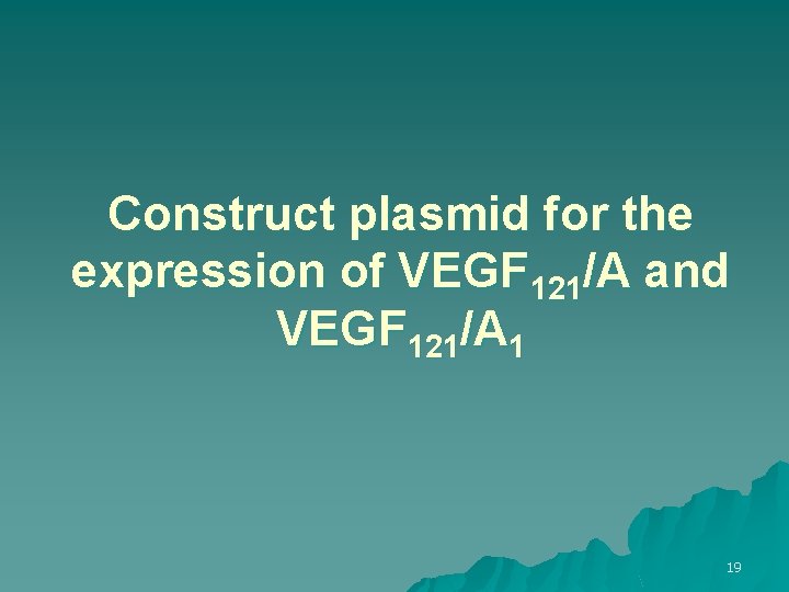 Construct plasmid for the expression of VEGF 121/A and VEGF 121/A 1 19 