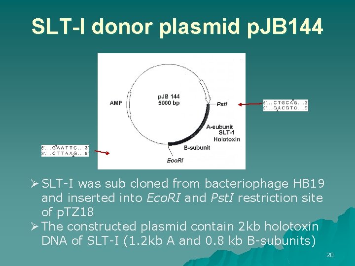 SLT-I donor plasmid p. JB 144 Ø SLT-I was sub cloned from bacteriophage HB