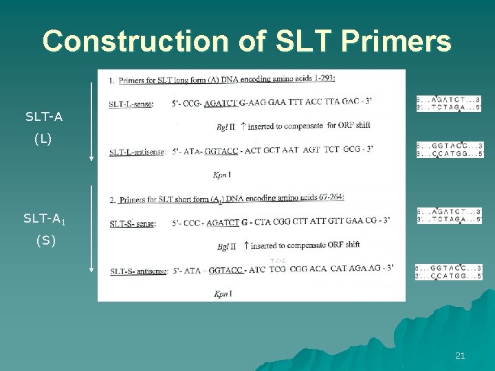 Construction of SLT Primers SLT-A (L) SLT-A 1 (S) 21 