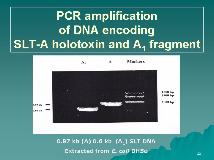 PCR amplification of DNA encoding SLT-A holotoxin and A 1 fragment 0. 87 kb