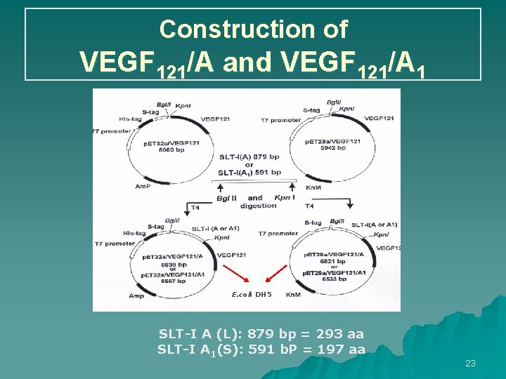 Construction of VEGF 121/A and VEGF 121/A 1 E. coli DH 5 SLT-I A