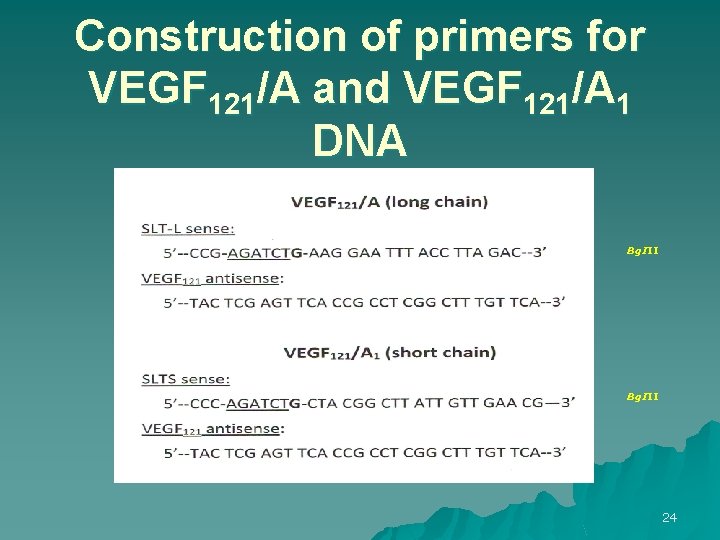 Construction of primers for VEGF 121/A and VEGF 121/A 1 DNA Bg. III 24